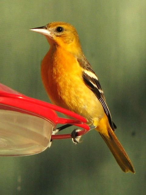 Baltimore Oriole